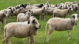 © SZZV KÄRNTEN, Liebchen, Schafe Ziegen Aktuell